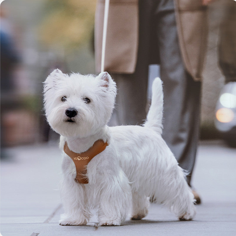Luxury Leather Leash & Harness- Stylish Walking Leash